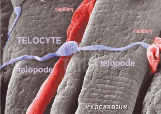 Paşi importanţi în studiul Telocitelor, făcuţi la Institutul Naţional de Patologie 